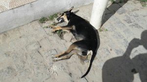 20246494_737001049820566_5137402894229461120_n