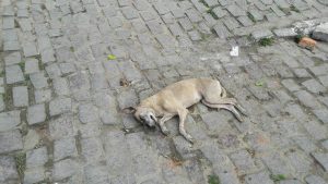 20264830_737001076487230_8045204288966723692_n