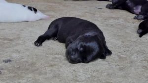 _1176591_19021_v_600_depositphotos_190219420-stock-video-zoom-black-puppies-dog-sleeping
