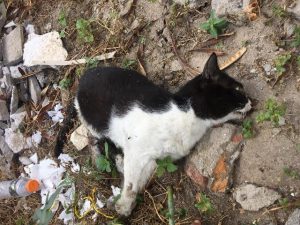 WhatsApp Image 2019-05-05 at 09.04.47